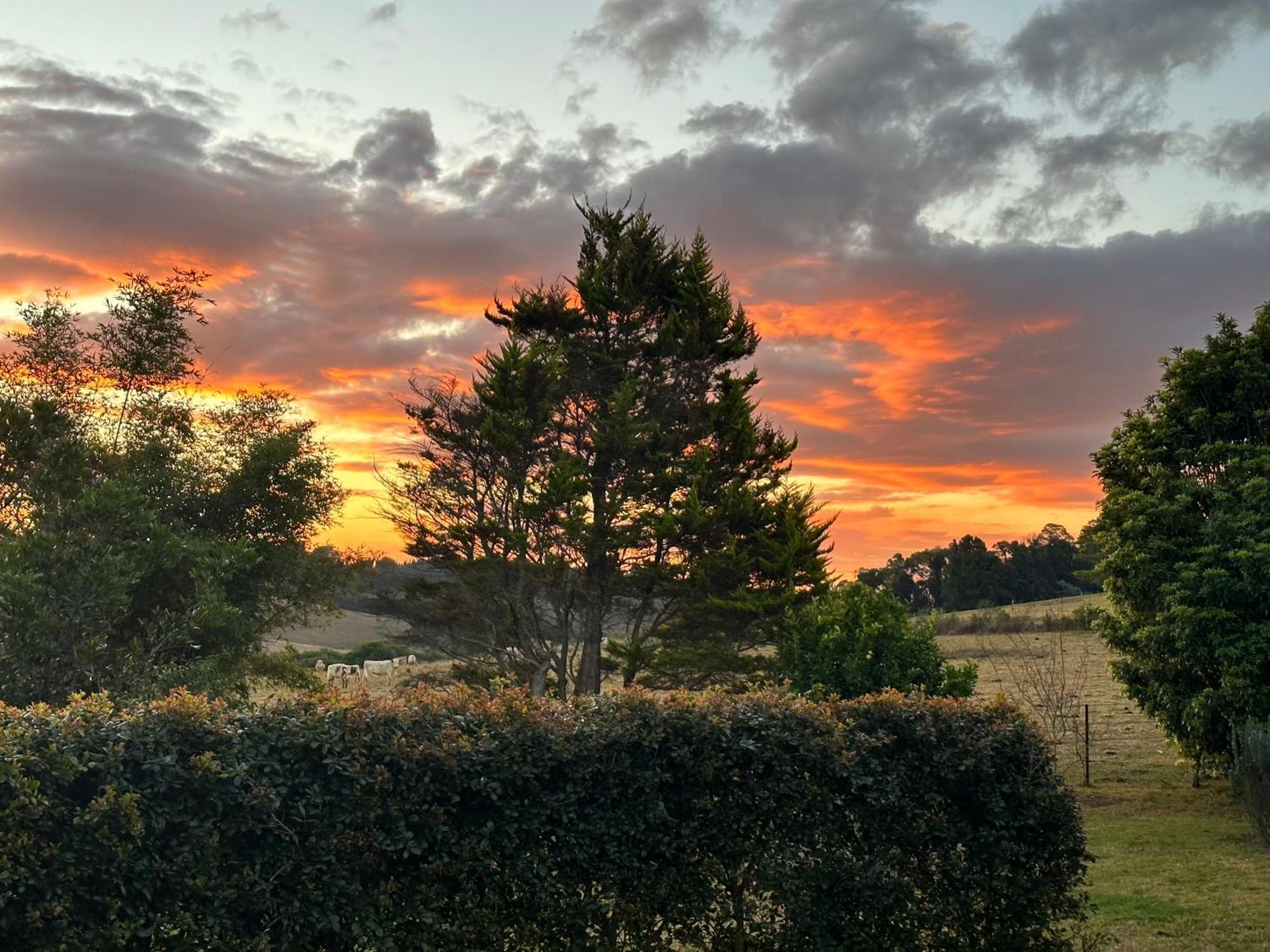 Apple Tree Cottage - Comboyne Mountain Cottages Esterno foto